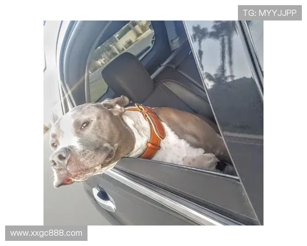 马特塔红黑梦碎格拉斯纳不意外